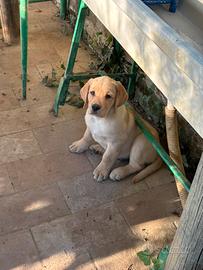 Labrador