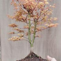 Bonsai acero giapponese Katsura 47 cm doppio tronc