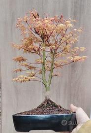 Bonsai acero giapponese Katsura 47 cm doppio tronc