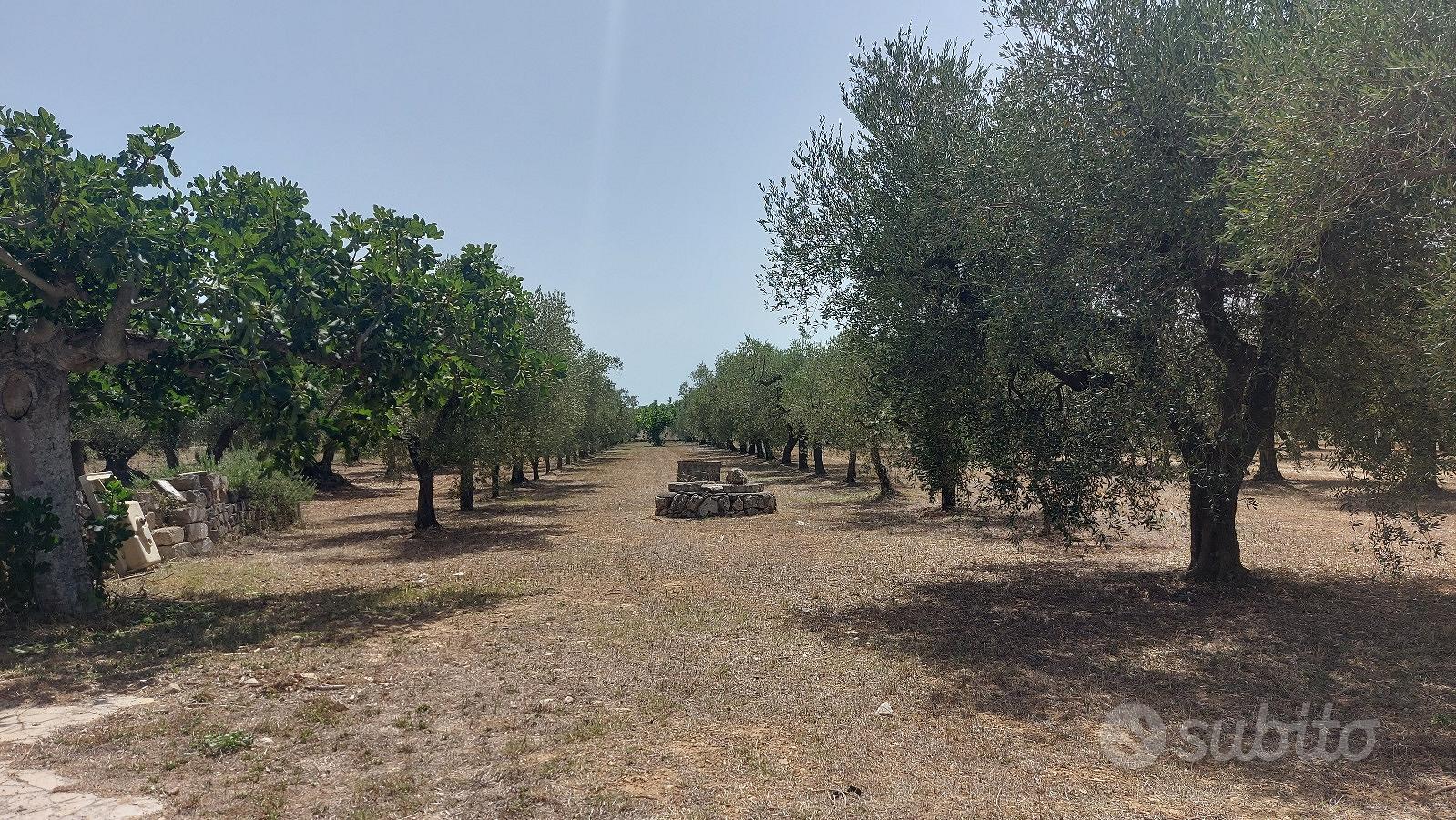 Uliveto in c.da Selvapiana - Vista 3