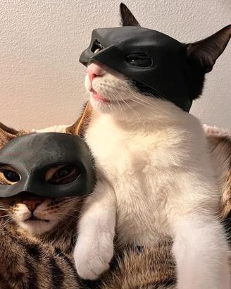 MASCHERA PER GATTI BATMAN