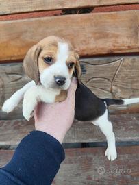 Beagle