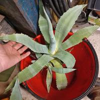 Agave in varie grandezze