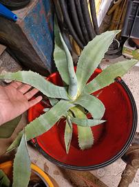 Agave in varie grandezze
