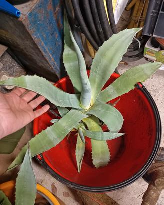 Agave in varie grandezze