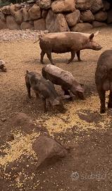 Porchettoni