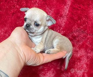 Chihuahua Femmina dimensione Mini 70 giorni