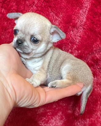 Chihuahua Femmina dimensione Mini 70 giorni