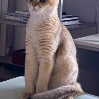 Accoppiamento Scottish Fold