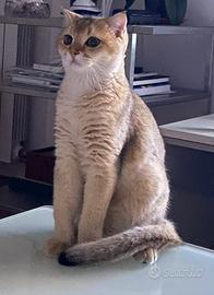 Accoppiamento Scottish Fold