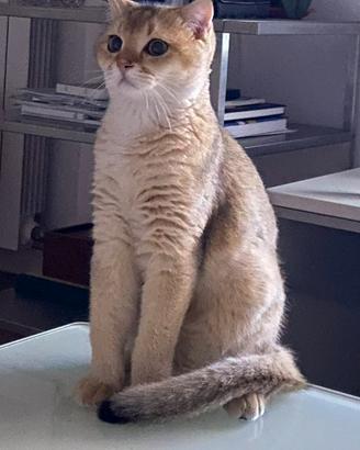 Accoppiamento Scottish Fold