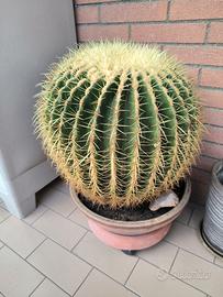 Echinocactus grusonii Gigante