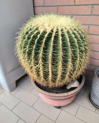 Echinocactus grusonii Gigante