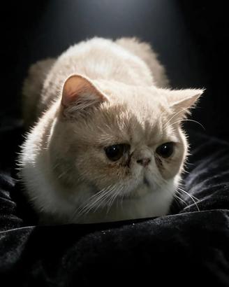 Maschi persiano a pelo corto exotic shorthair
