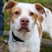 ZOIA è una cagnolina dolcissima