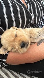 GOLDEN retriver