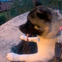 Akita