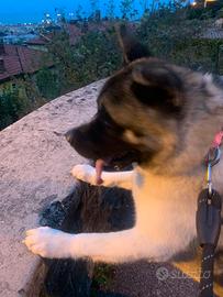 Akita