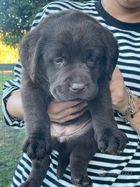Labrador marroni con Pedigree - Animali In vendita a Viterbo