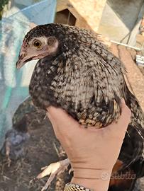 Pulcinotti marans, olive Egger e cemani