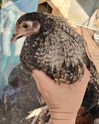 Pulcinotti marans, olive Egger e cemani