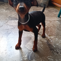 Pinscher