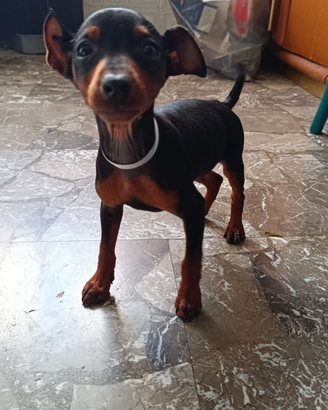 Pinscher