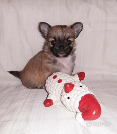 Chihuahua cuccioli dal'allevamento