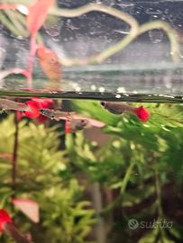 Guppy