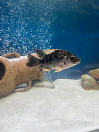 Ciclide MIDAS (citrinellum) e pangasio