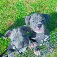 Amstaff blu occhi blu pedigree enci