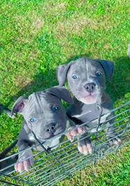 Amstaff blu occhi blu pedigree enci