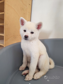 Cuccioli Puri Akita Inu con Pedigree genealogia