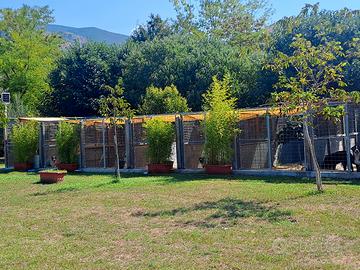 pensione per cani 