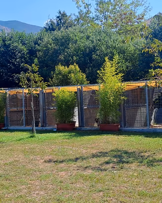 pensione per cani 