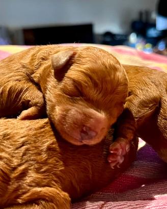 Cuccioli di Barboncino RED Nano (NON è TOY)
