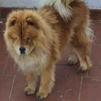 Chow chow