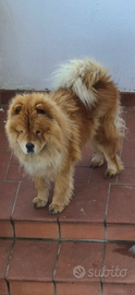 Chow chow