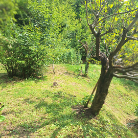 Terreno agricolo como