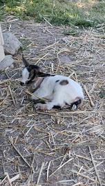 CAPRE tibetane maschio
