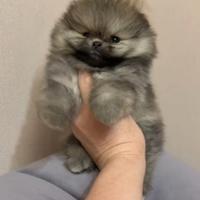 Spitz di Pomerania nano