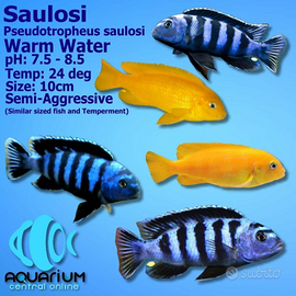 Coppia formata Pseudotropheus Saulosi