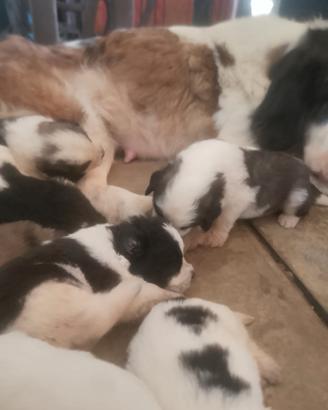 Cuccioli incrocioSan Bernardo Pastore Maremmano