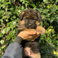 SUPER cuccioli PASTORE TEDESCO