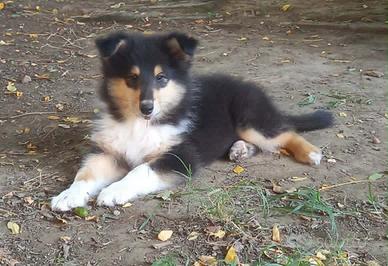 Cucciolo Pastore Scozzese (Collie)