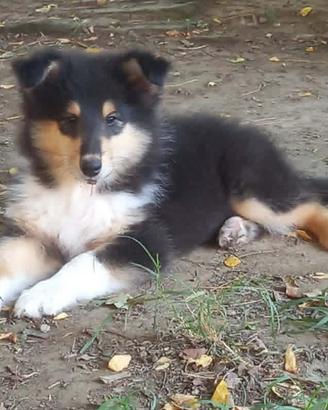 Cucciolo Pastore Scozzese (Collie)