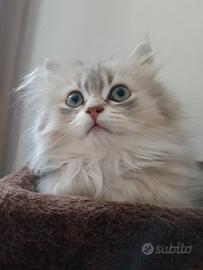 British longhair
