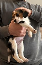 Cucciolo di beagle