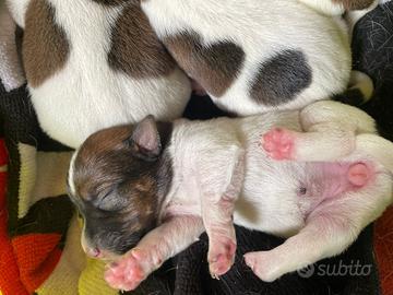 Cuccioli jack russell