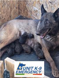 Super cuccioli pastore belga malinois